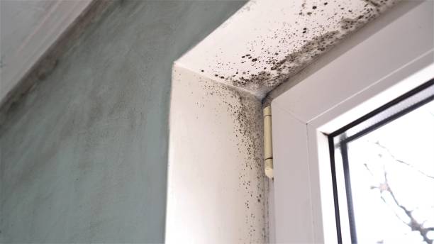 Best Attic Mold Removal  in Emma, NC