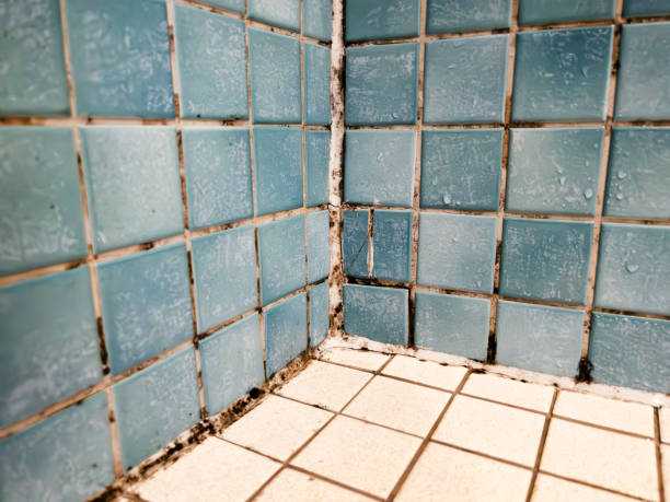 Trusted Emma, NC Mold Removal Experts