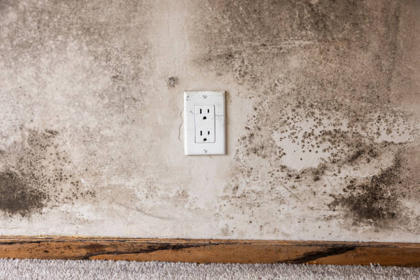 Best Black Mold Removal  in Emma, NC