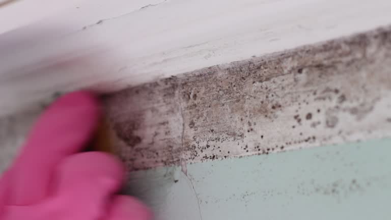 Best Basement Mold Removal  in Emma, NC
